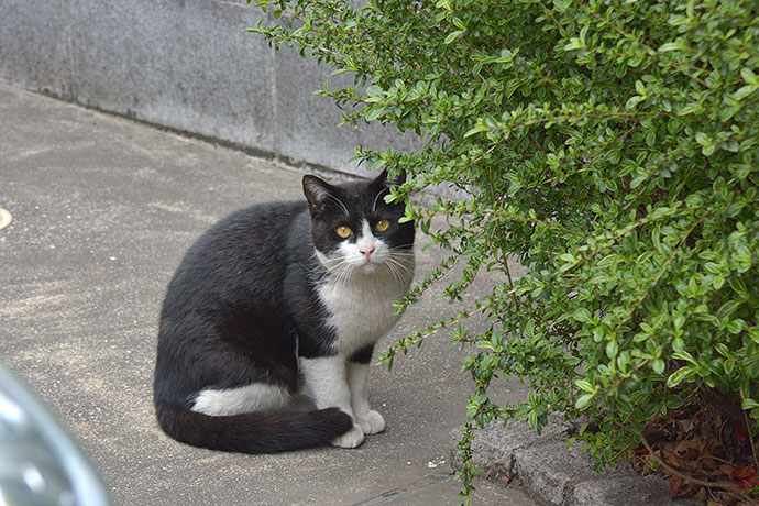 太田区のねこ