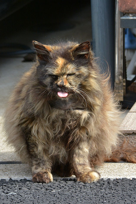 太田区のねこ