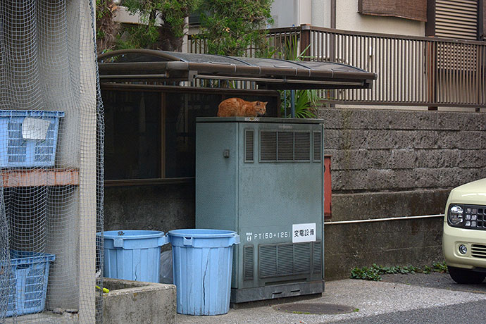 太田区のねこ