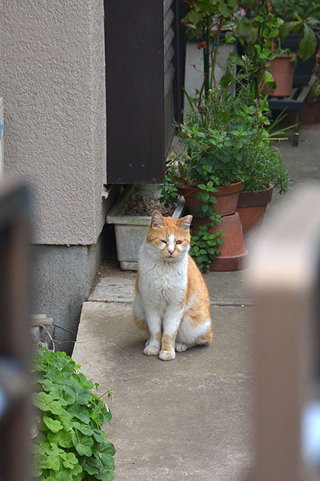 太田区のねこ