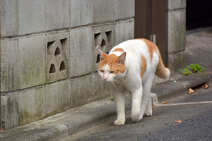 太田区のねこ