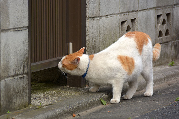 太田区のねこ
