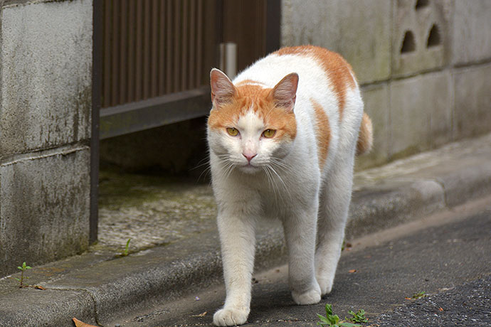 太田区のねこ
