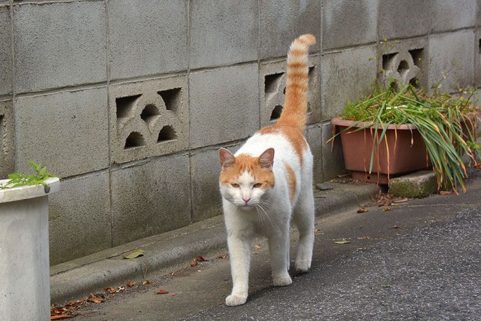 太田区のねこ