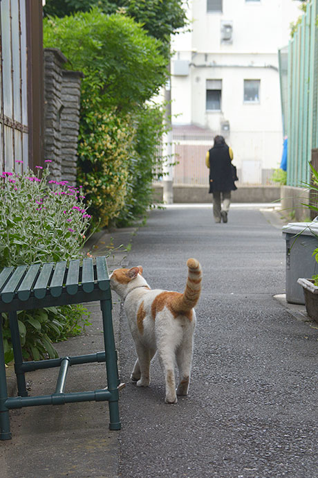 太田区のねこ