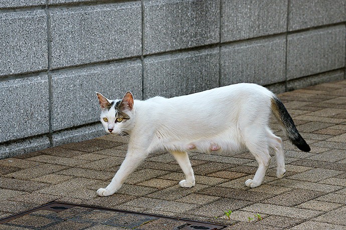 太田区のねこ