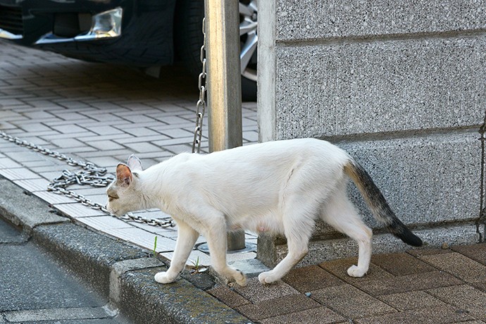 太田区のねこ