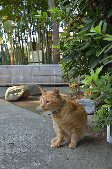 太田区のねこ