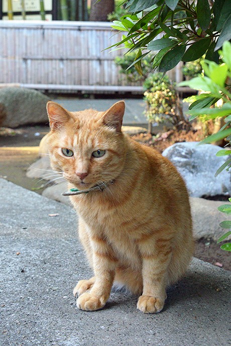 太田区のねこ