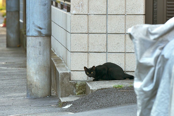 太田区のねこ