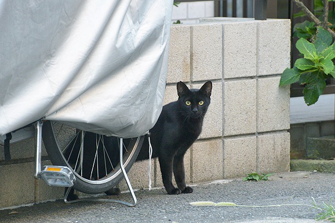 太田区のねこ