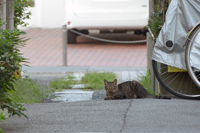 太田区のねこ
