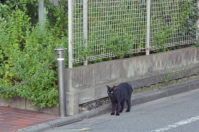 太田区のねこ