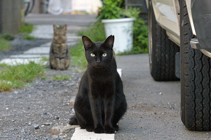 太田区のねこ