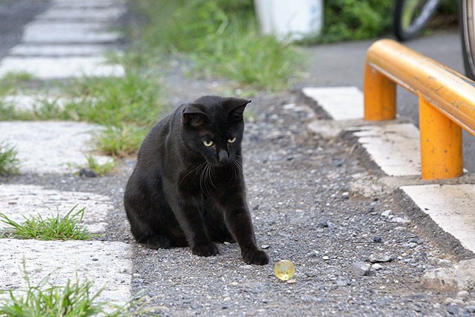太田区のねこ