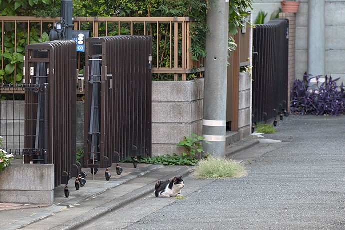 太田区のねこ