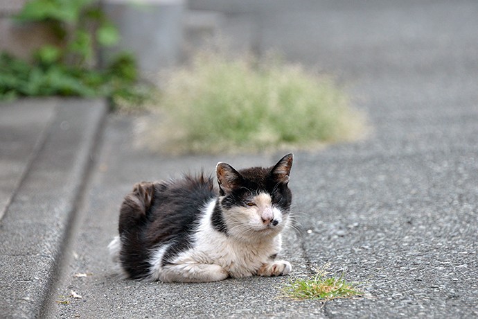 太田区のねこ