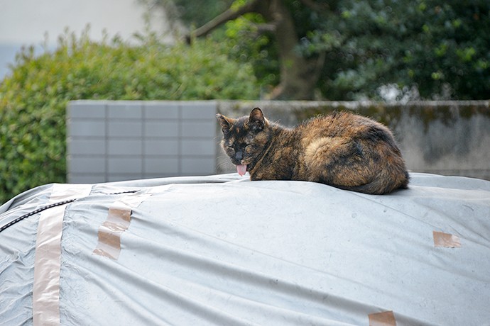 太田区のねこ