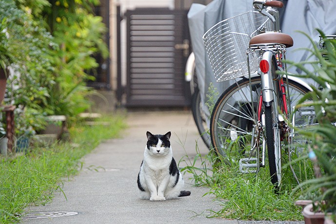太田区のねこ
