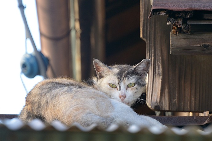 太田区のねこ