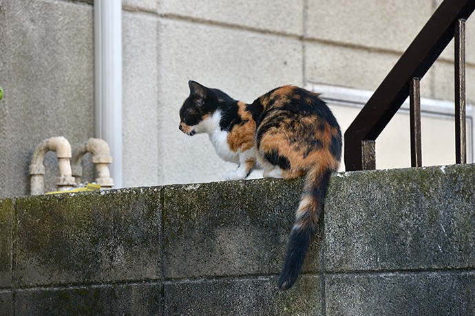 太田区のねこ