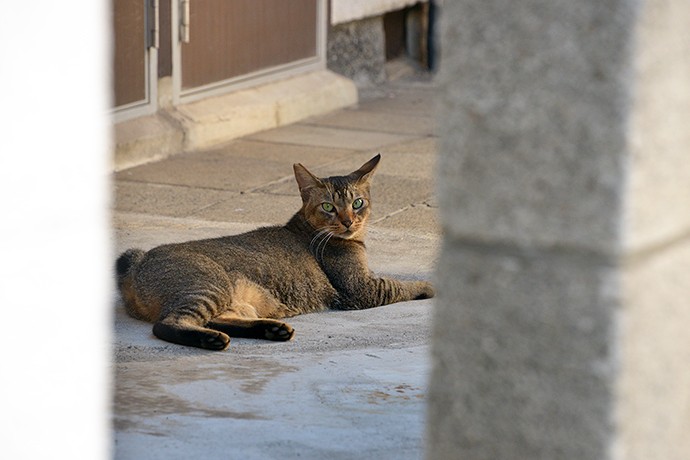太田区のねこ