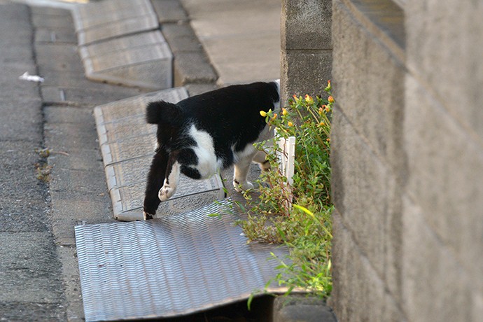 太田区のねこ
