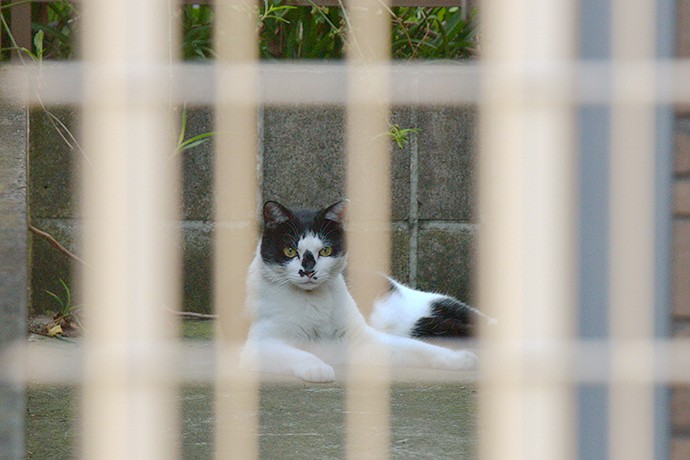 太田区のねこ