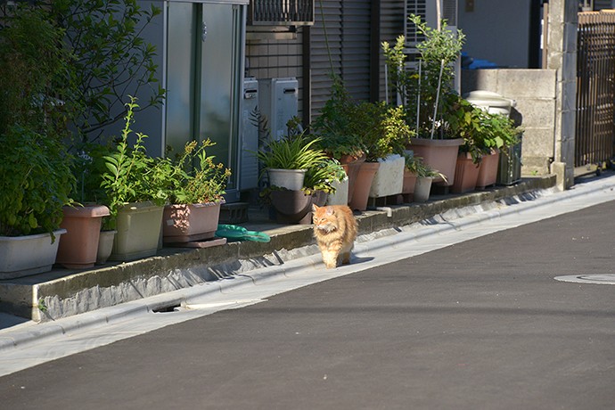 太田区のねこ