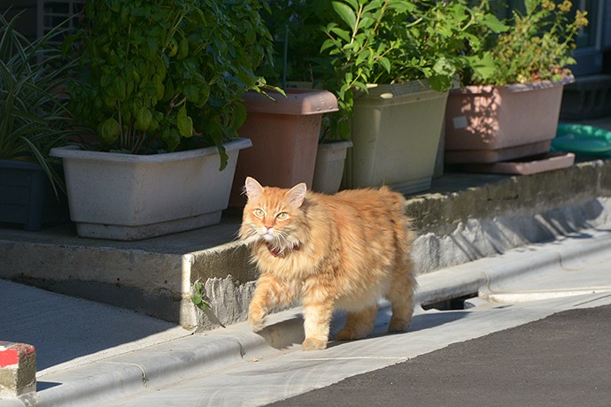 太田区のねこ