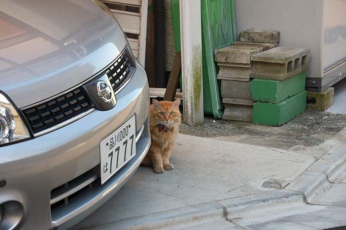 太田区のねこ