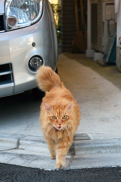 太田区のねこ