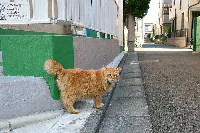 太田区のねこ
