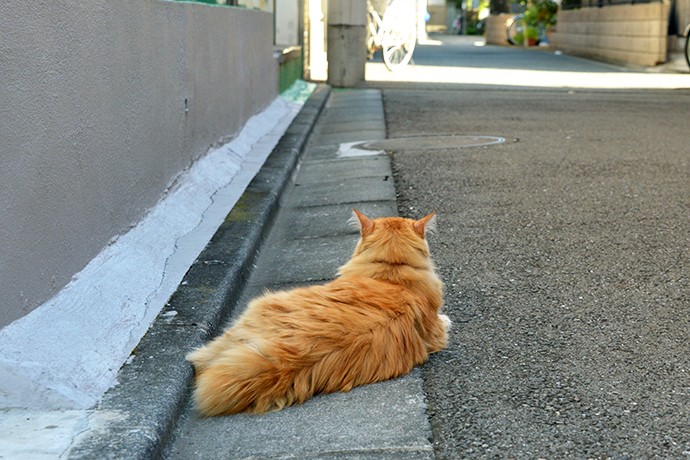 太田区のねこ
