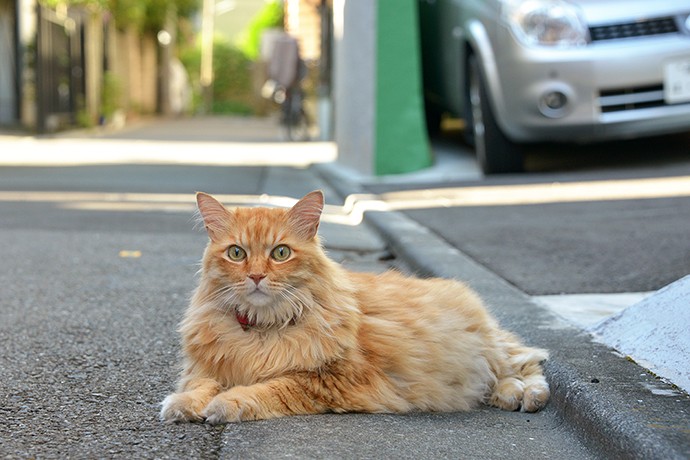 太田区のねこ