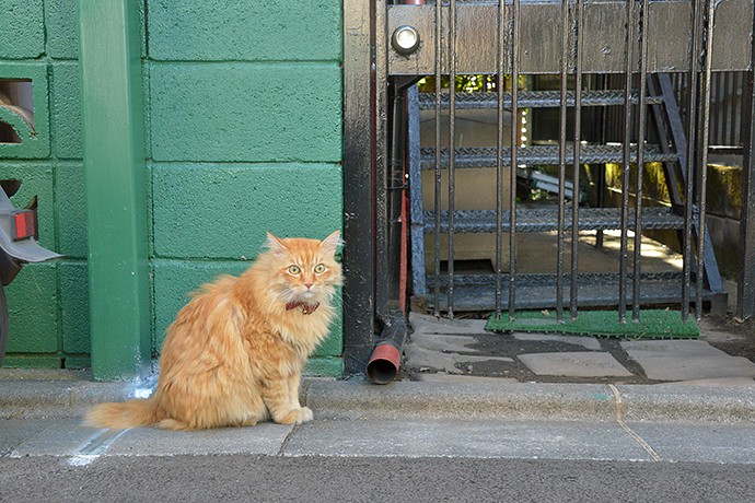 太田区のねこ