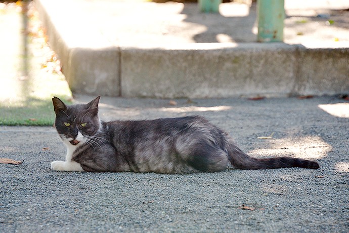 太田区のねこ