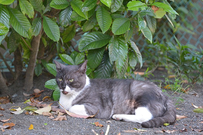 太田区のねこ