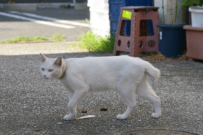 太田区のねこ