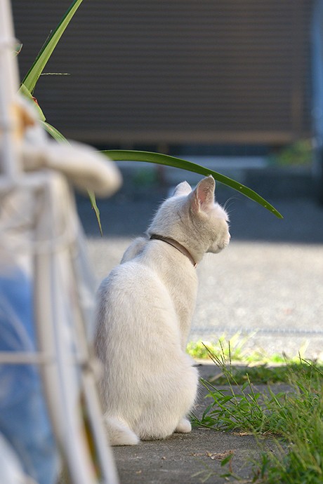 太田区のねこ