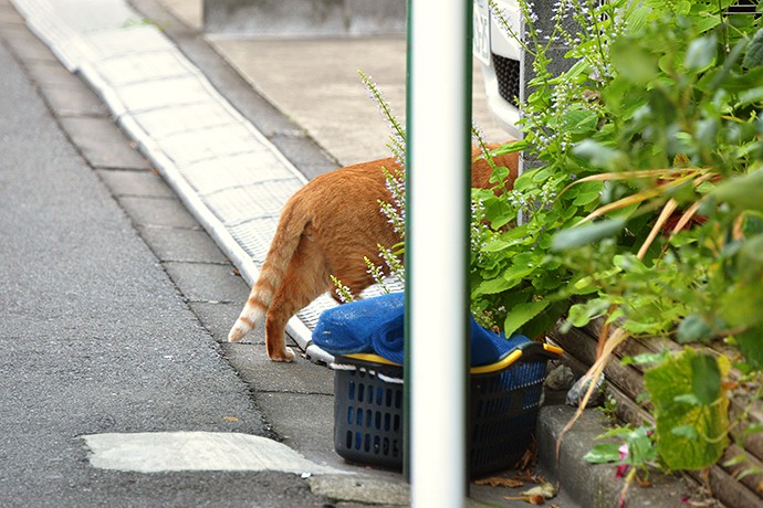 太田区のねこ