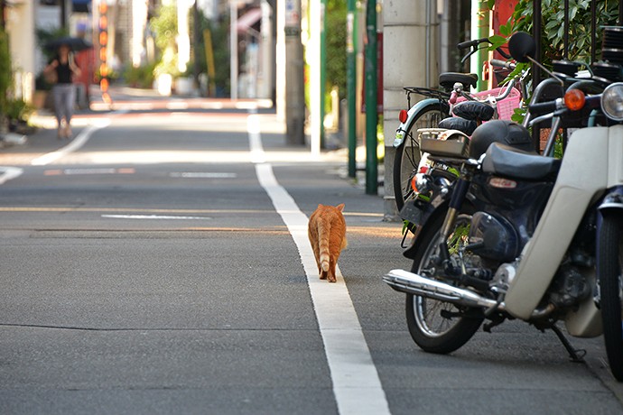 太田区のねこ