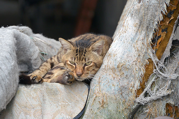 太田区のねこ