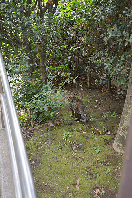 太田区のねこ