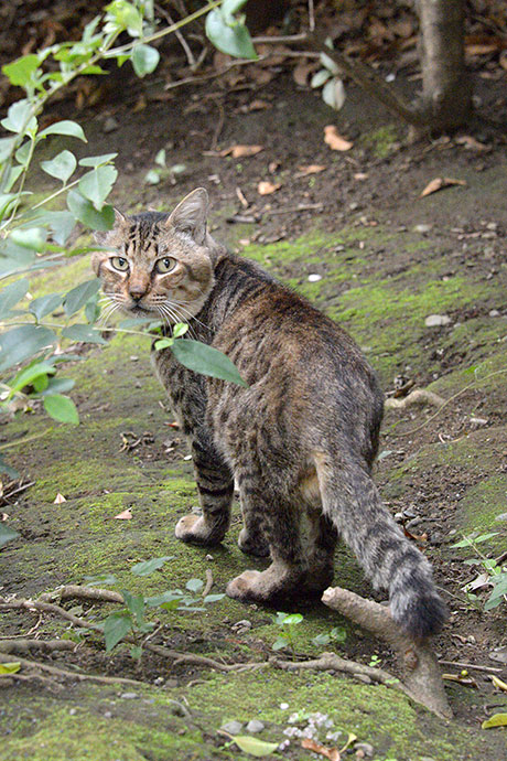 太田区のねこ