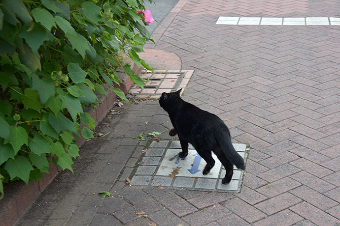 太田区のねこ