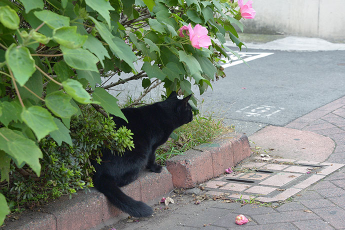 太田区のねこ