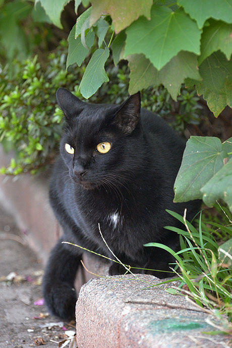 太田区のねこ