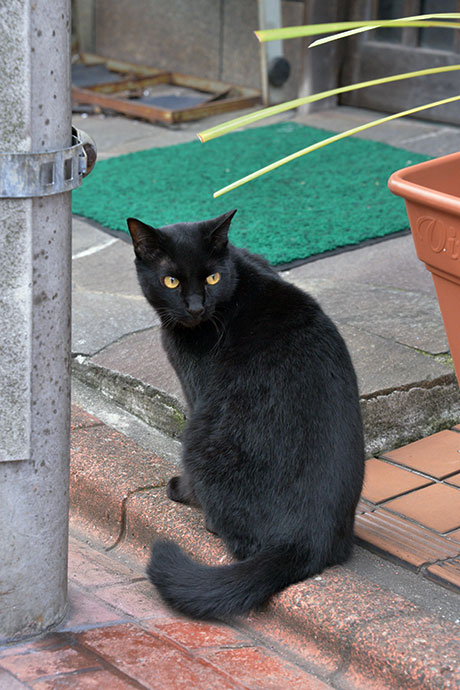 太田区のねこ