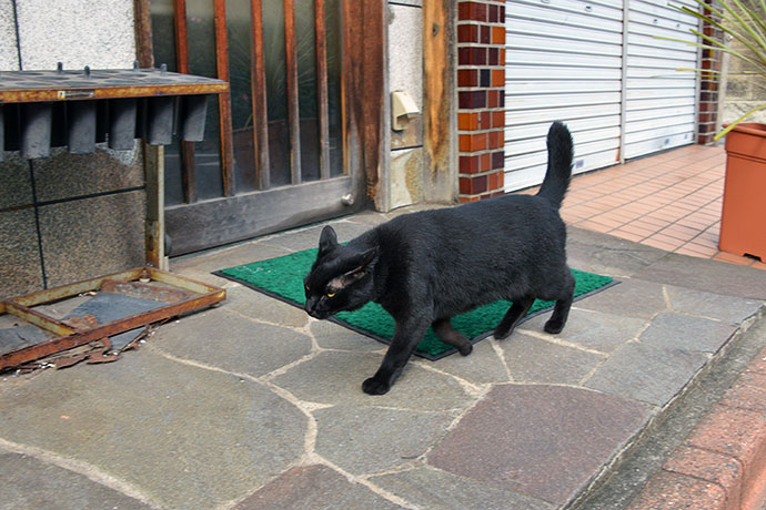 太田区のねこ